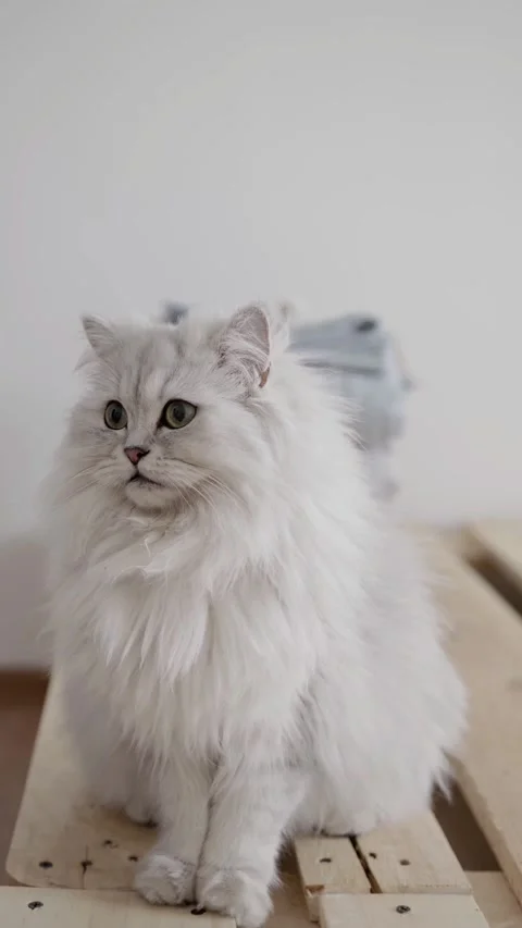 Cute Fluffy White Persian Cat Meowing and Sitting on Wooden Pallet Vertical 動画素材 337244589