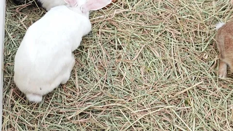 Cute fluffy white rabbit sitting on a straw hay background with copy space. Stock Footage 343094646