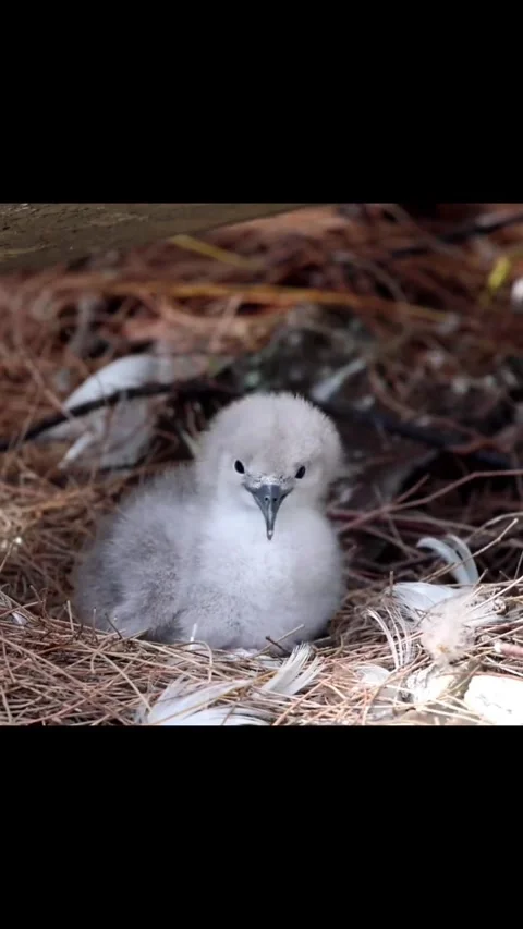 Cute Fluffy White Tropicbird Chick Resting in a Nest Vídeo Stock 344838875