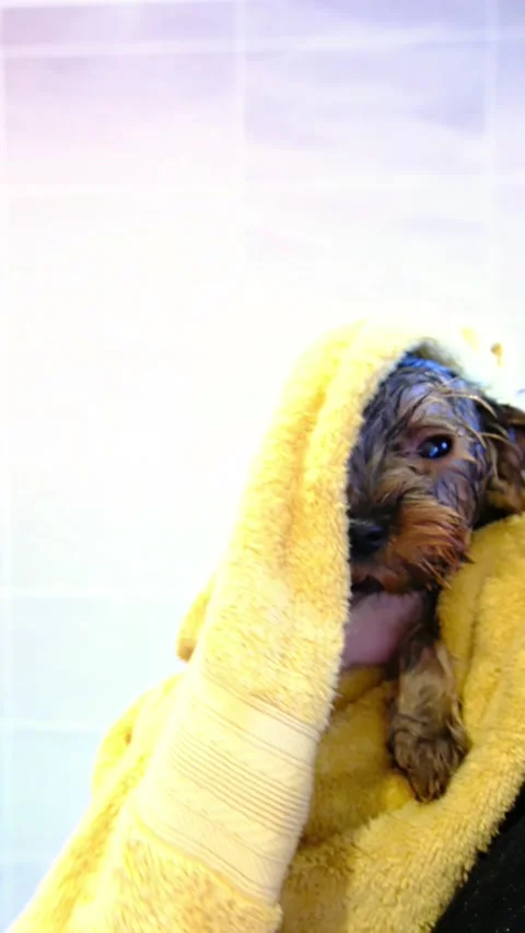 Cute fluffy yorkshire terrier dog being Stock Video Pond5