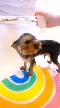 Cute fluffy yorkshire terrier yorkie puppy dog having a shampoo bath, doggy bath Stock Photos