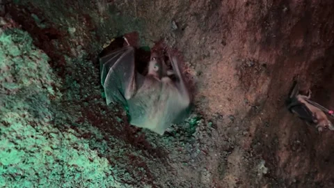 Cute flying fox in cave in green neon light of torch. Explore wild nature. Bat Stock Footage 236495720