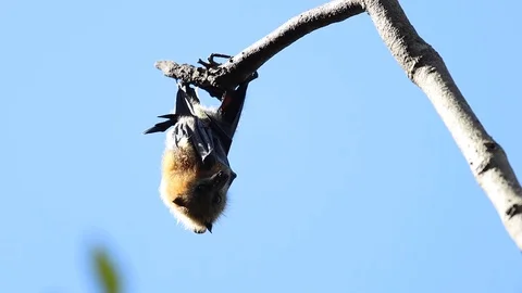 Cute flying fox hanging from tree in Australia Stock Footage 114785047