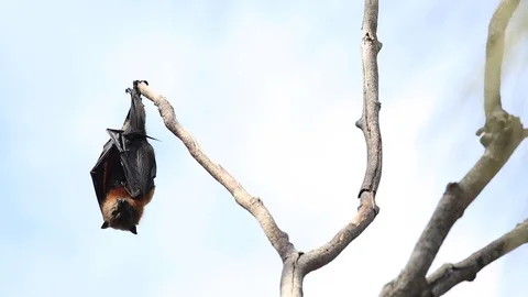 Cute flying fox hanging from tree in Australia Stock Footage 114785067
