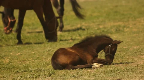 Cute foal grazing. Video stock 36049355