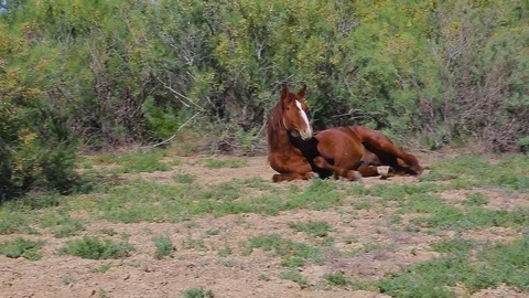A cute foal stands up awkwardly. Video stock 89708334