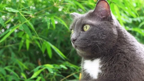 A cute focused cat sits outside, against the backdrop of green foliage, and Stock Footage 223884736