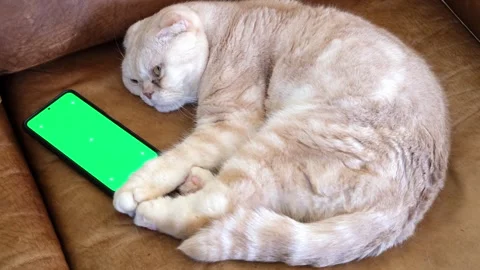 A cute fold-eared tabby cat lies on a brown leather sofa with a phone with a Stock Footage 286343794