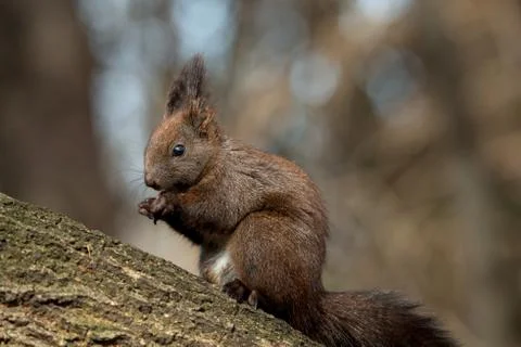 Cute forest squirrel sitting on a tree eating a hazelnut Stock Photos