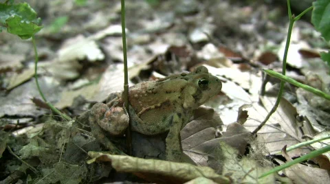 Cute forest toad casually rests on some leaves (High Definition) Stock Footage 360832