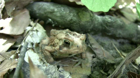 Cute forest toad casually rests on some leaves (High Definition) Stock Footage 360833