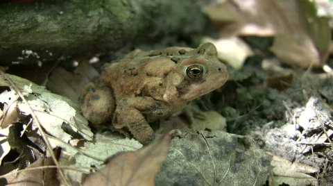 Cute forest toad casually rests on some leaves (High Definition) Stock Footage 360834