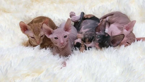 Cute four sphynx kittens on a light background Stock Footage 255925344
