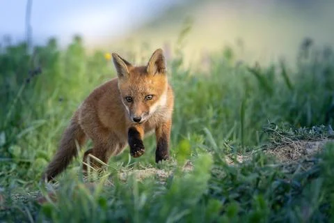 Cute fox cub approaching through green grass Stock Photos