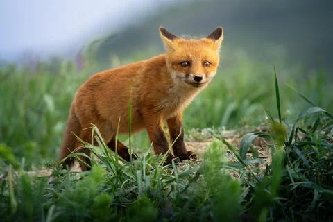 Cute fox cub beside den portrait Stock Photos
