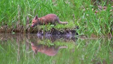 Cute fox cub drinks from the pond. Green reeds all around. Low angle from the Stock Footage 165612384
