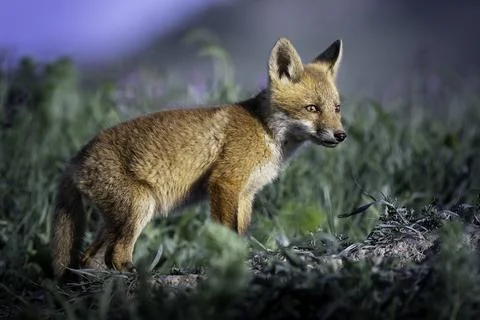 Cute fox cub side view golden light Stock Photos
