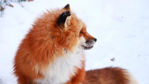 Cute Fox Drinking Видео 102109400
