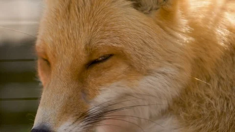 Cute fox eyes screw up Stock Footage 91399396