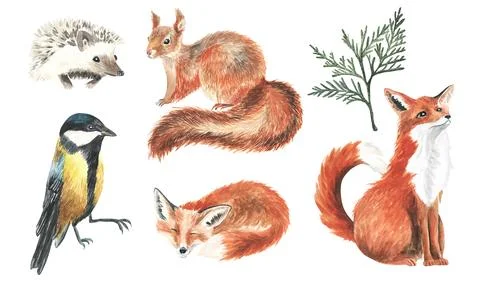 Cute fox, squirrel, tit bird animal nursery isolated illustration for children Stock Illustration