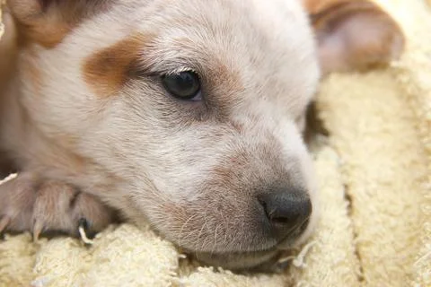 Cute fox terrier Foto stock