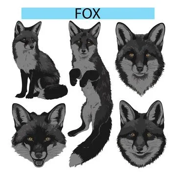 Cute Fox vector illustration design Illustration