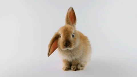 Cute foxy color Rabbit with one ear up, sitting, sniffing, looking around Stock Footage 102494033