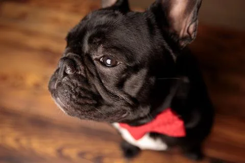 Cute french bulldog dog wearing red bowtie and looking to side Stock Photos
