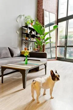 Cute French Bulldog in living room Stock Photos