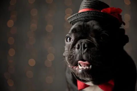 Cute french bulldog puppy wearing bowtie and hat and panting Stock Photos