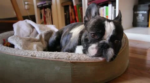 Cute French Bulldog Sleeping Stock Footage