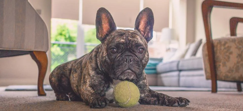 Cute french bulldog waiting to play. Stock Photos
