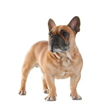 Cute French bulldog on white background. Funny pet Stock Photos