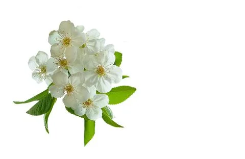 Cute fresh spring fruit tree branch with white flowers Illustrazione stock