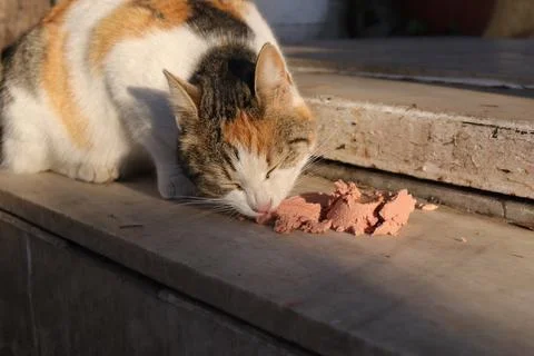 A Cute Friendly Brown and White Cat Eating Stock Photos