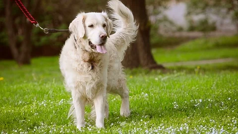 Cute friendly dog on a leash Stock Footage 91568981