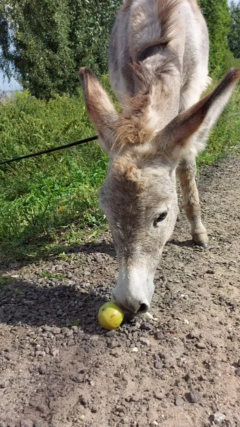 Cute friendly donkey eats vegetables and fruits Stock Footage 158396868