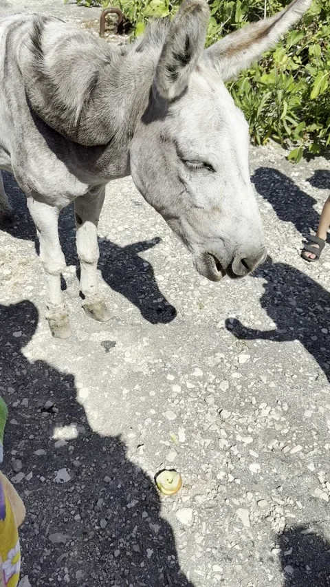 Cute Friendly Donkey Standing on a Path on Sazan Island Albania Видео 343391664