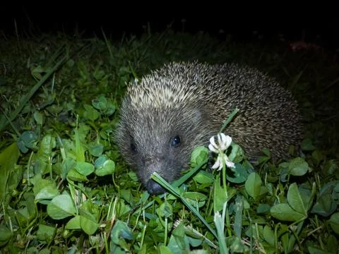 Cute friendly hedgehog in grass during night, prickly rodent, adorable animal Stock Photos