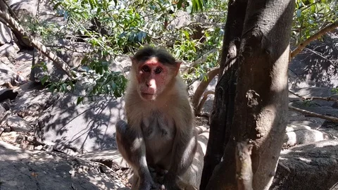 Cute friendly monkey sits on the jungle tree and eats some fruits, sunny day Stock Footage 116550700
