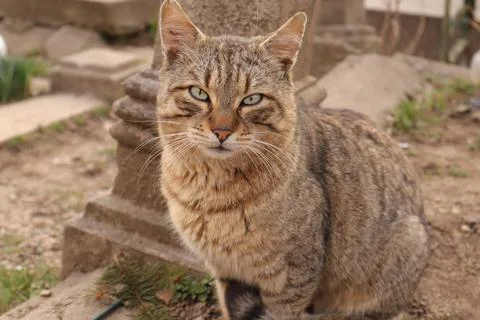 A Cute Friendly Tabby Cat Stock Photos
