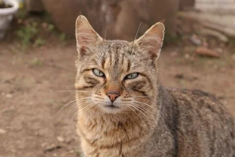 A Cute Friendly Tabby Cat Stock Photos