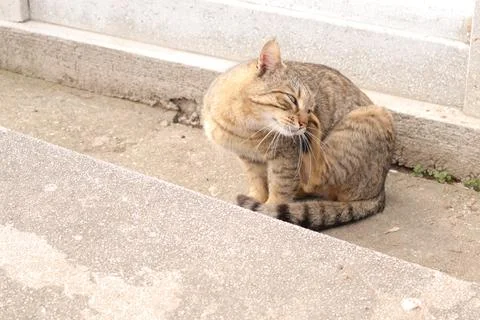 A Cute Friendly Tabby Cat Stock Photos