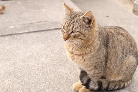 A Cute Friendly Tabby Cat Stock Photos