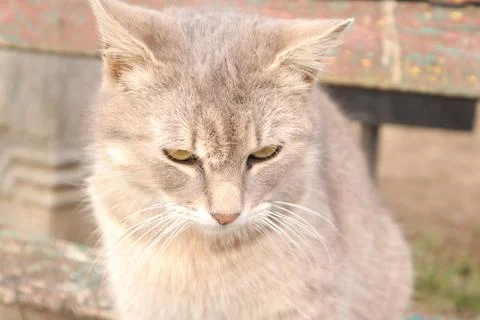 A Cute Friendly Tabby Cat Stock-Fotos