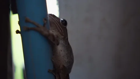Cute frog just hugging still with a pole at wooden house. close up. photogenic.  Stock Footage 107733980