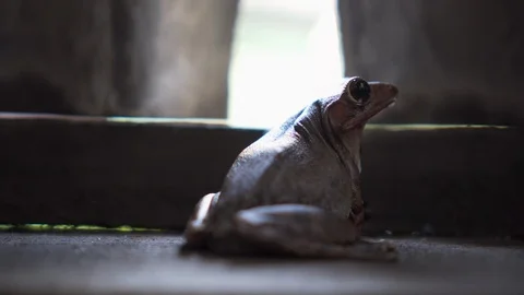 Cute frog just standing still at wooden house. close up. photogenic. 4 Stock Footage 107734331
