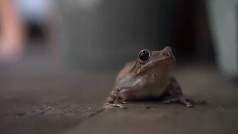Cute frog just standing still at wooden house. close up. photogenic. 1 Stock Footage 107734401