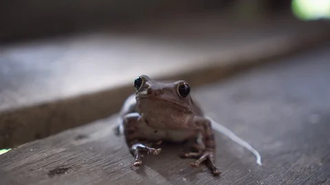 Cute frog just standing still at wooden house. close up. photogenic. 2 Stock Footage 107734540