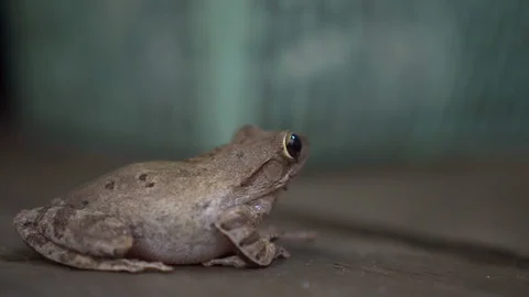 Cute frog just standing still at wooden house. close up. photogenic. 3 Stock Footage 107734549
